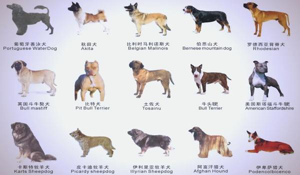 三角洲寻血猎犬为什么不封号啊(有没有办法让寻血猎犬一定封号?) 三角洲寻血猎犬为什么不封号啊(有没有办法让寻血猎犬一定封号?)